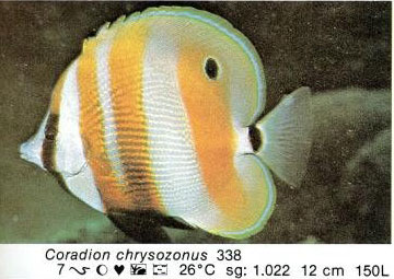 Coradion chrysozonus